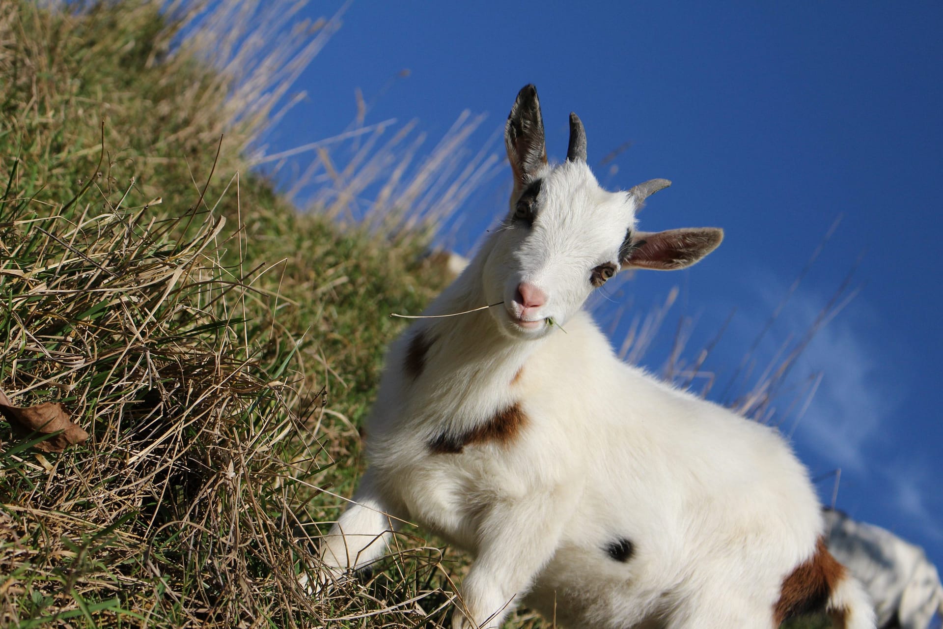 Tiere spielen mit Kind