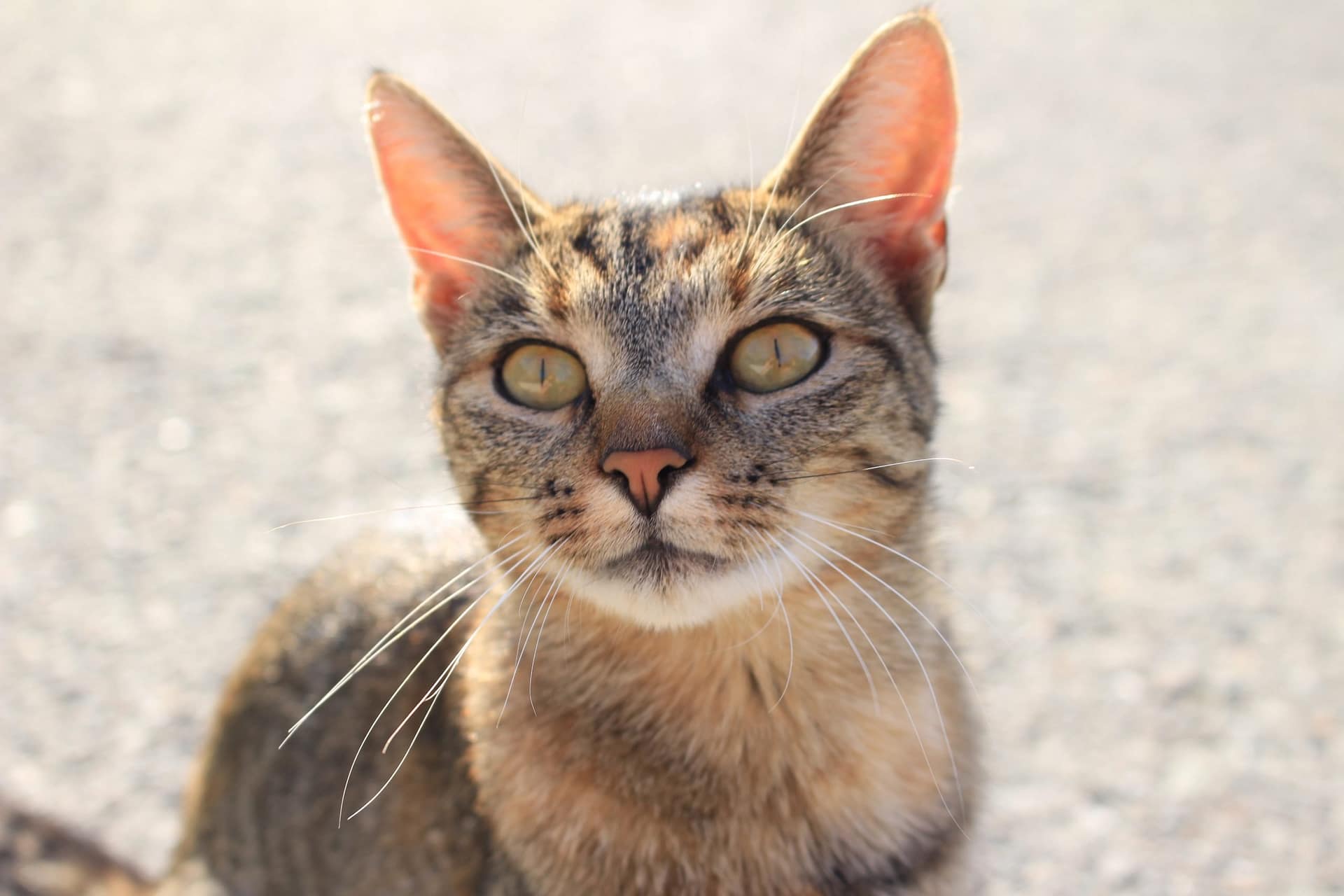 Katze Urlaub am Bauernhof