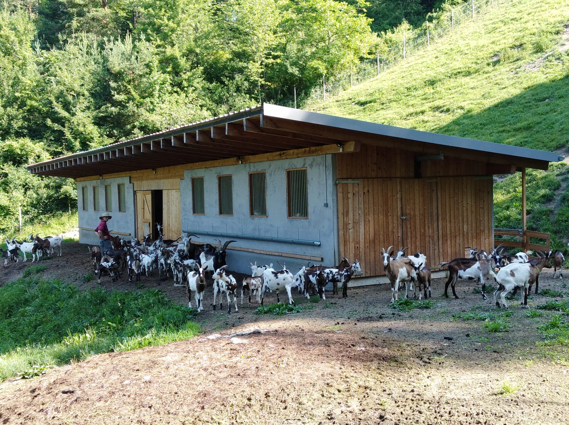 Urlaub am Bauernhof viele Tiere
