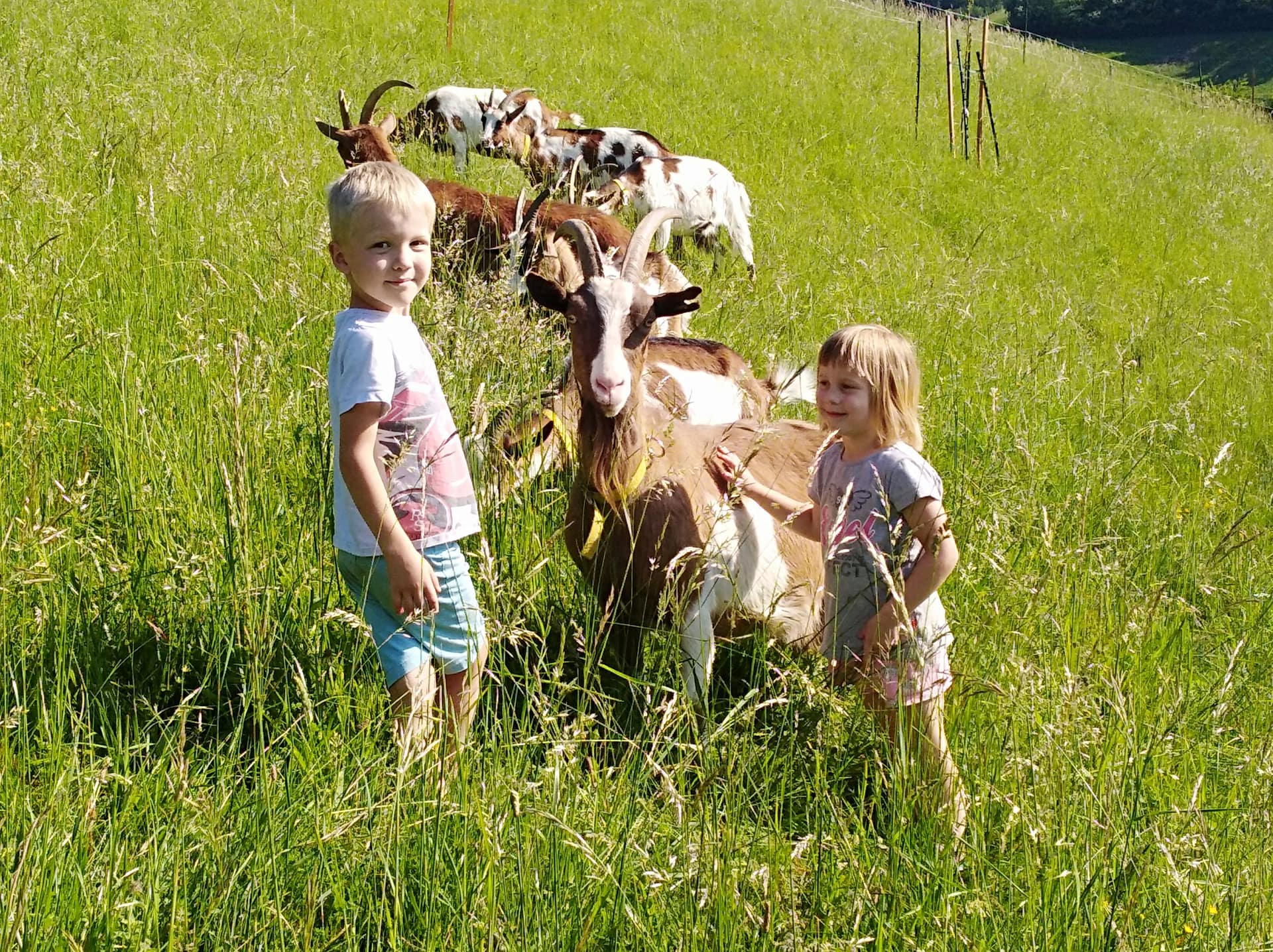 Kinder streicheln Ziege