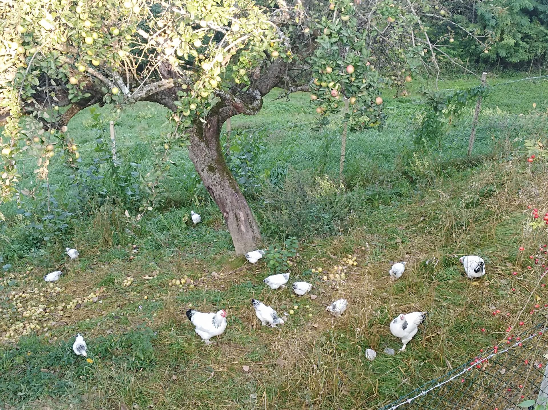 Urlaub am Bauernhof Hühner