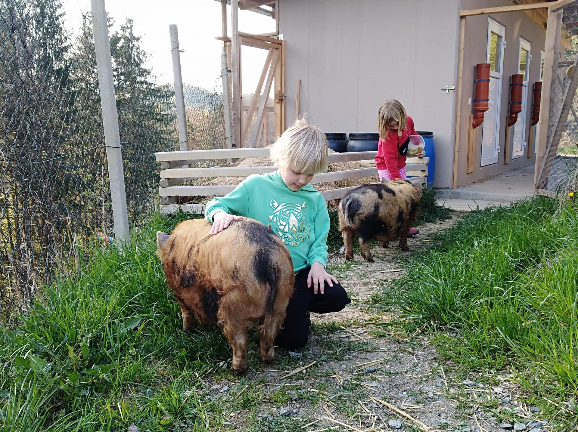 friedliche Tiere