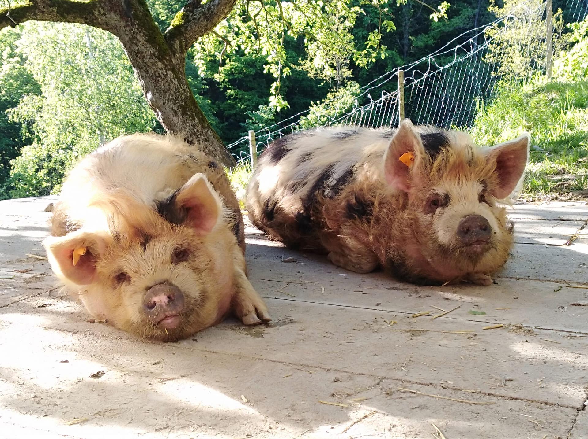 Süße Schweine