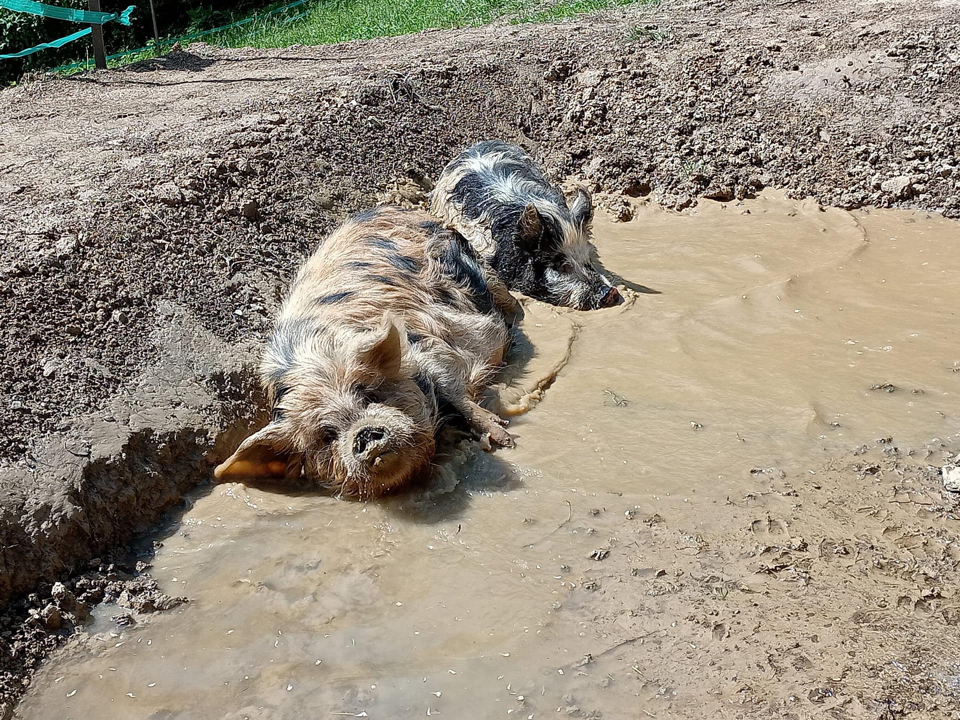 Artgerechte Tierhaltung