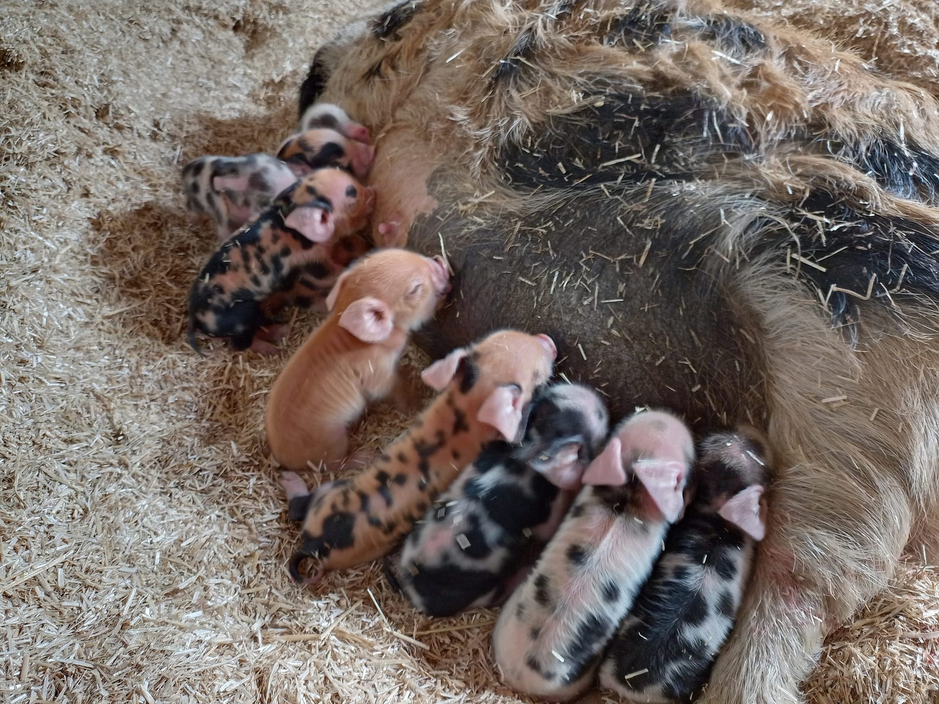 Süße Baby Tiere streicheln