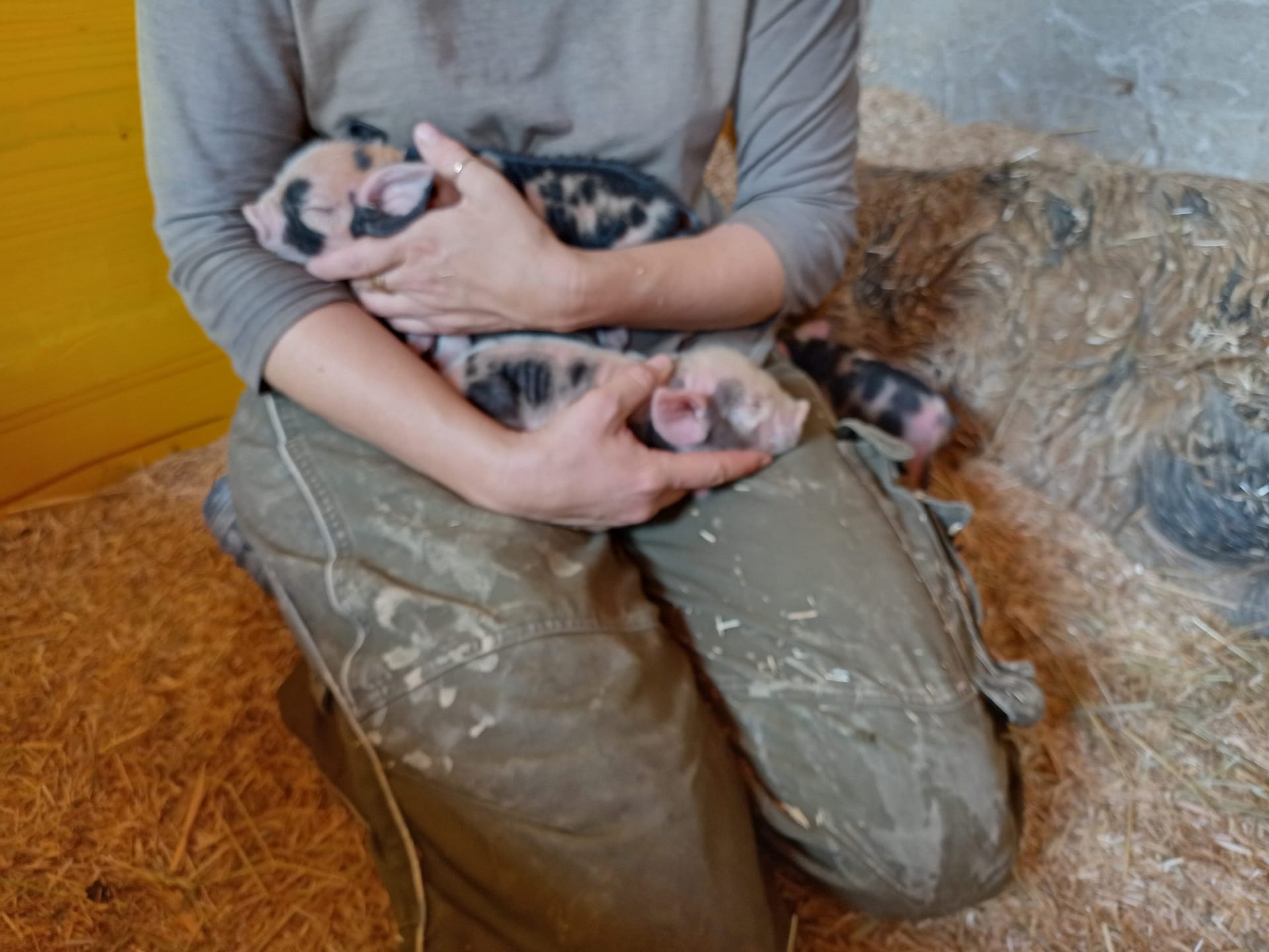 Baby Tiere Urlaub am Bauernhof