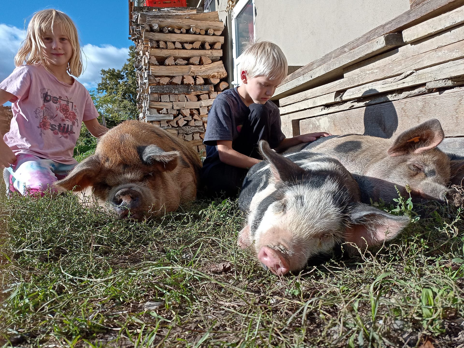 Schweine