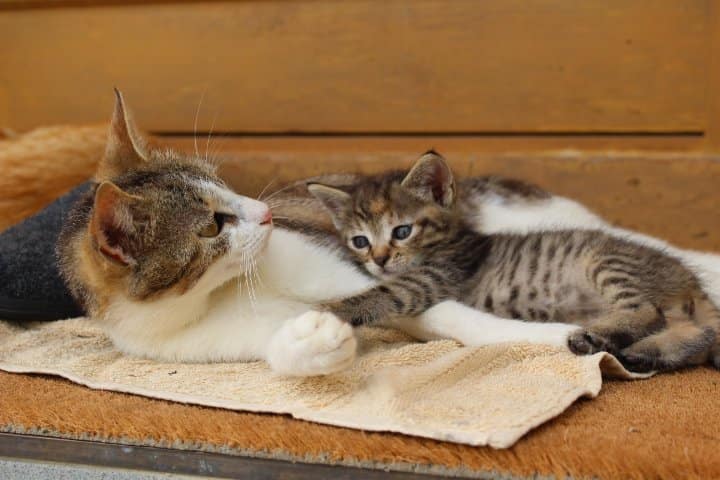 Katzen streicheln Kitten